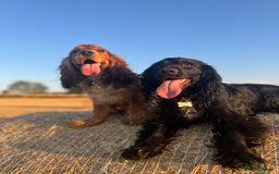 Cocker Spaniel dogs for sale: Cocker spaniel puppies - Image 15