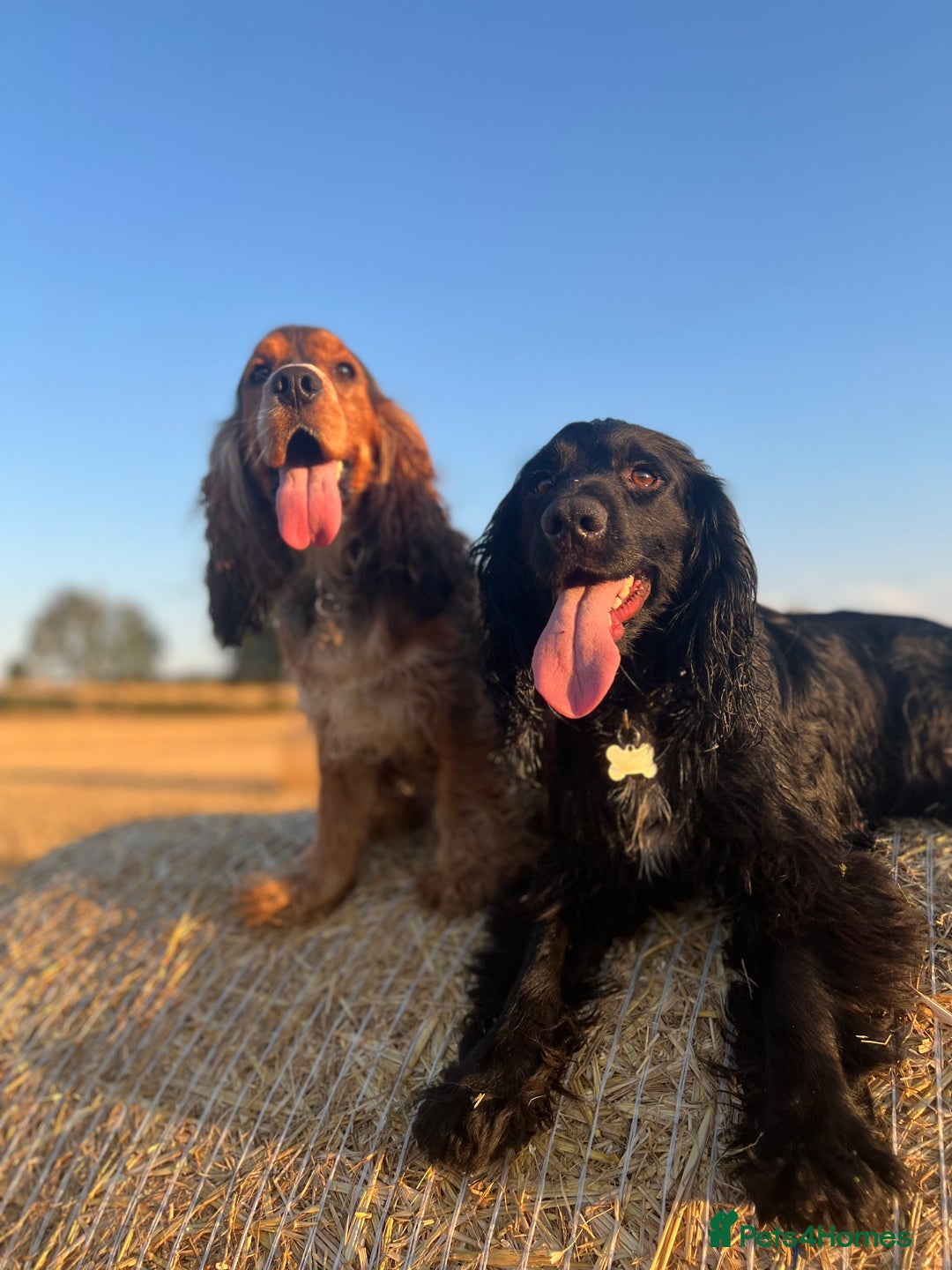 Cocker Spaniel dogs for sale: Cocker spaniel puppies - Image 15