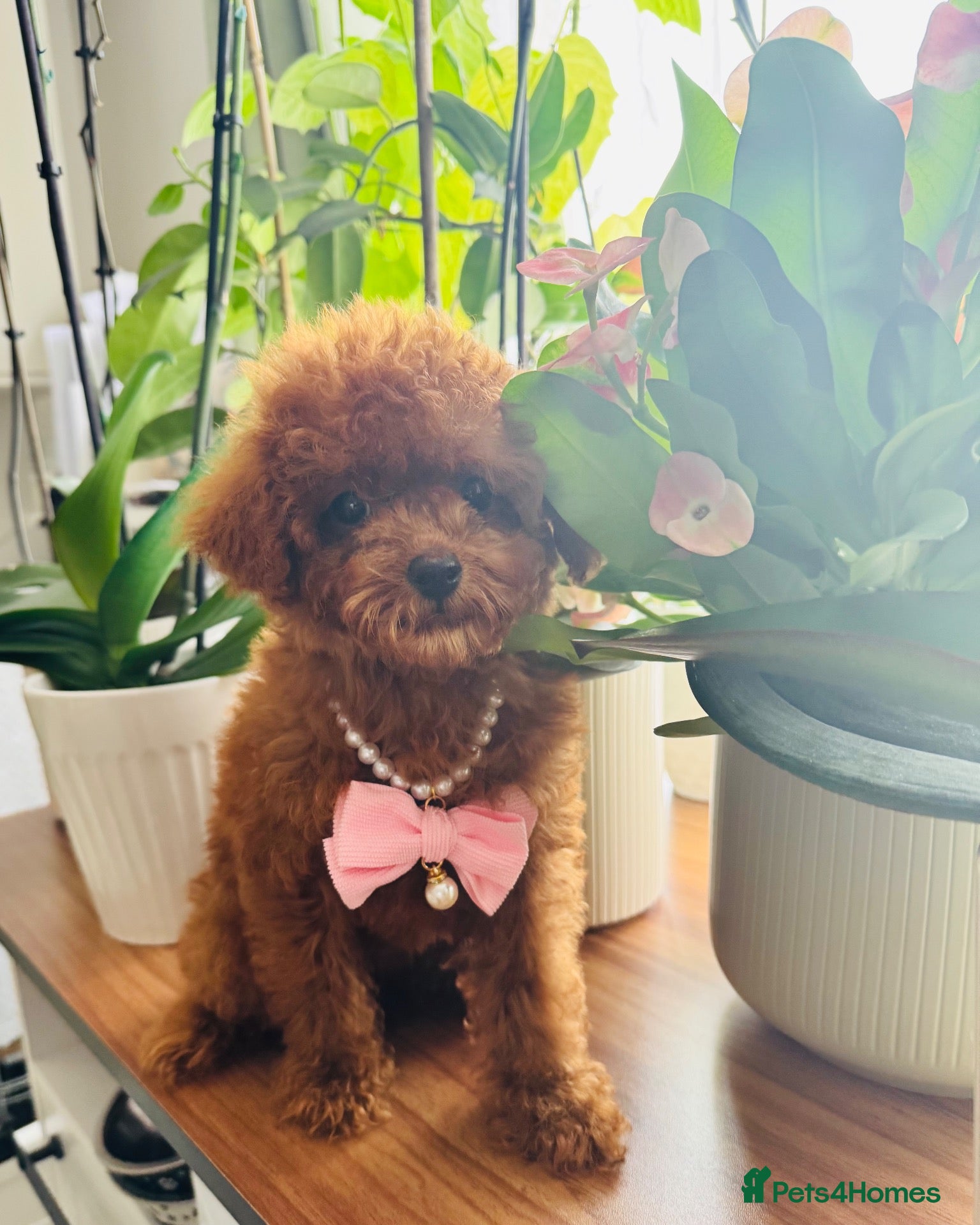 Toy Poodle dogs 🧸Asian Poodle Girl Health Tested Parents🧸 - Advert 2