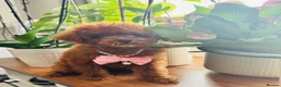 Toy Poodle dogs for sale: 🧸Asian Poodle Girl Health Tested Parents🧸 - Advert 7