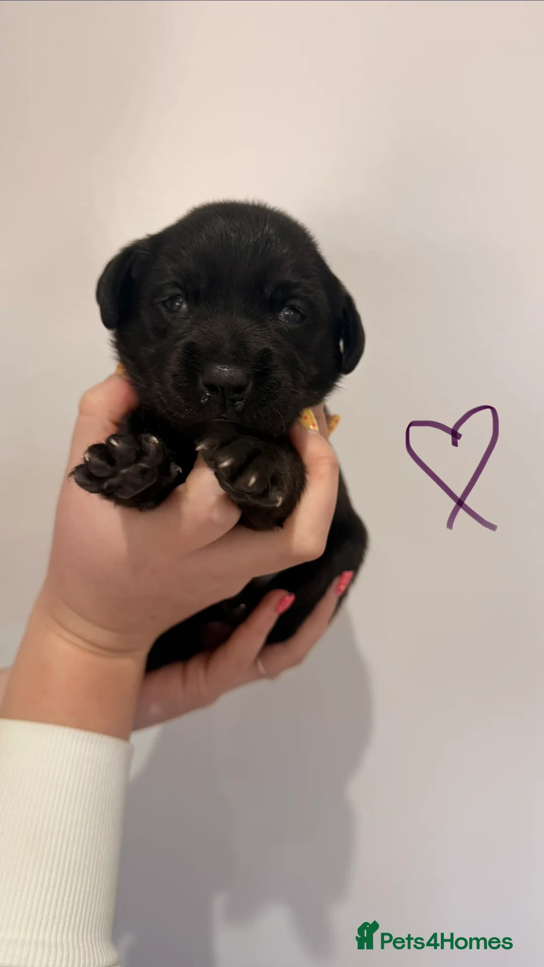 Labrador Retriever dogs for sale: KC Fully Health Tested Working Labrador Pups - Advert 2