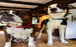 Mixed Breed dogs for sale: Pups for sale  - Image 1