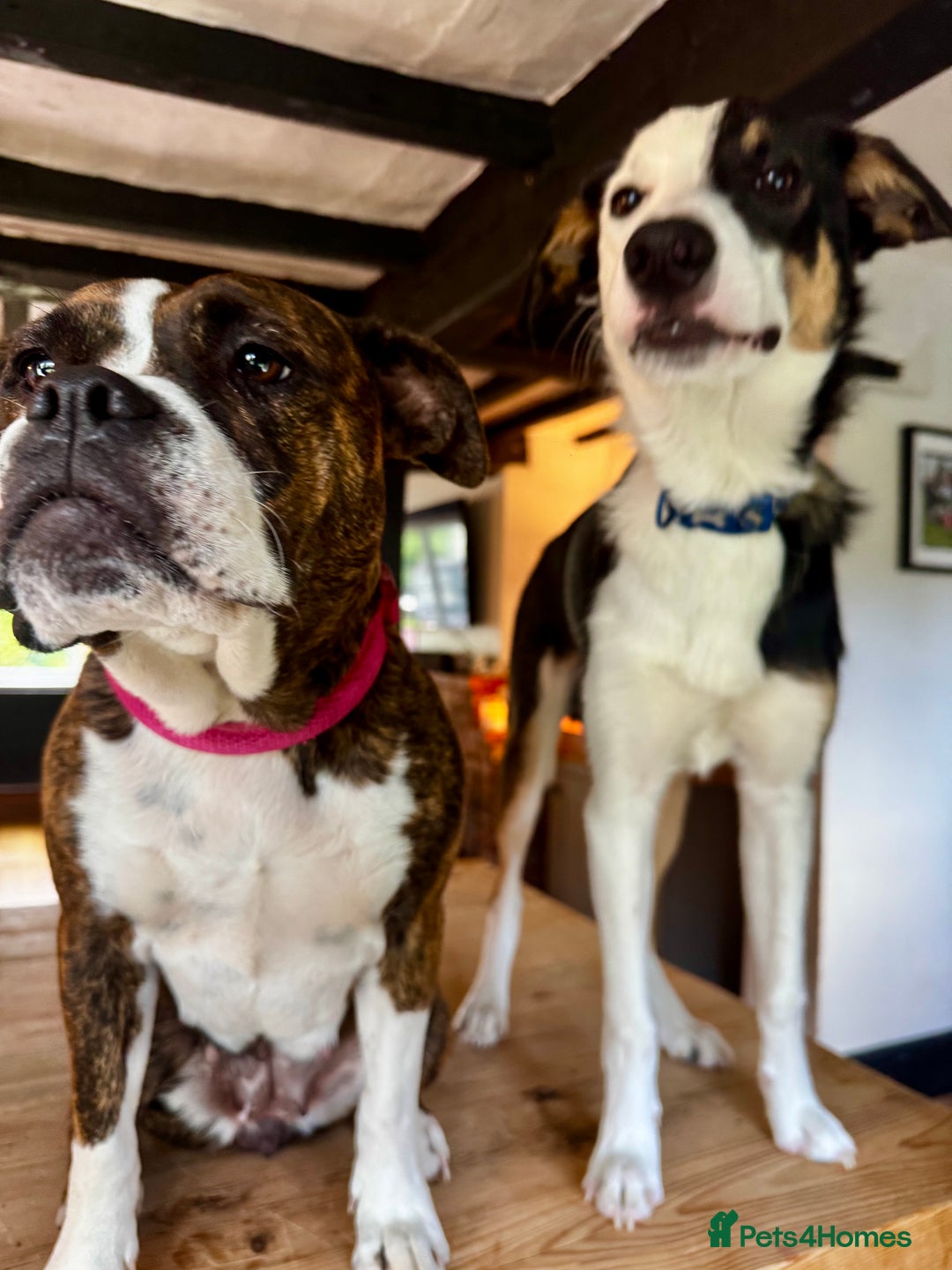 Mixed Breed dogs for sale: Pups for sale  - Image 1