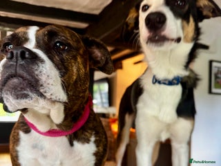 Mixed Breed dogs - Advert 1