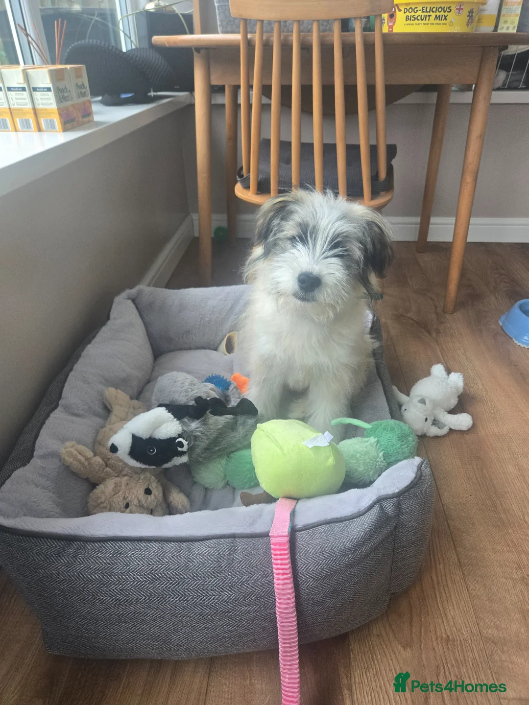 Mixed Breed dogs for sale: Reactive dog needing experienced owner - Advert 2