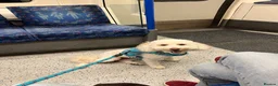 Miniature Poodle dogs for sale: 1 1/2 year old Boy Mini Poodle in Edgware - Advert 3