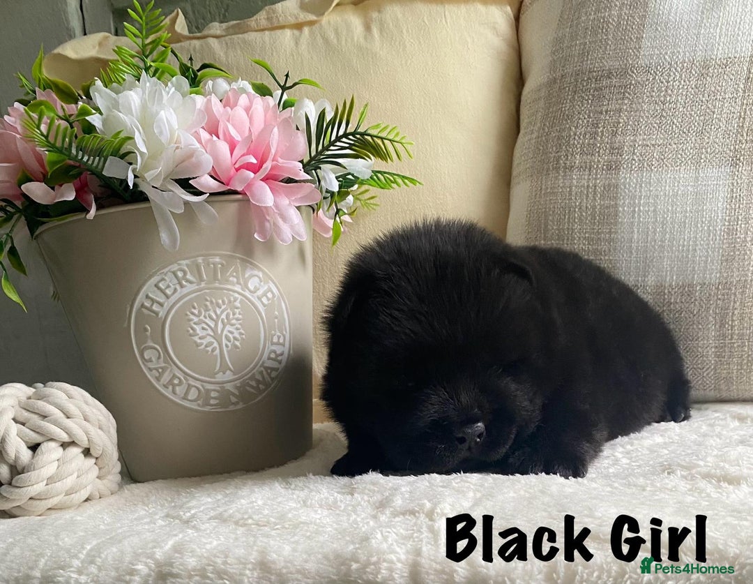 Chow Chow dogs for sale: 🌟Quality Chow Chow Puppies-ChampionLines🌟 - Image 4