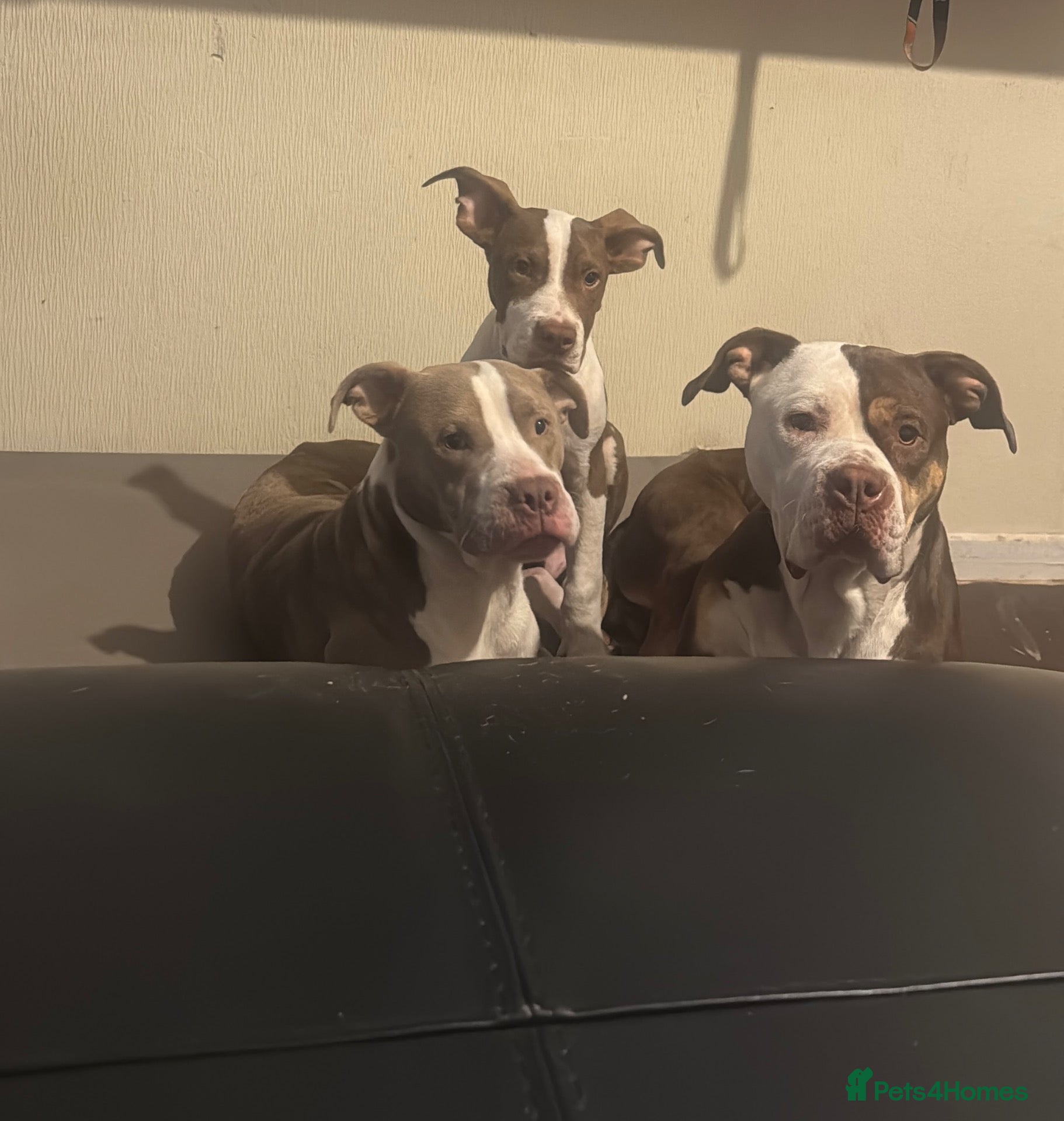 Mixed Breed dogs American bulldog puppys - Advert 13