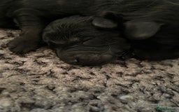 Cavapoo dogs for sale: Gorgeous blue merles & blacks cavapoo puppies  - Image 4