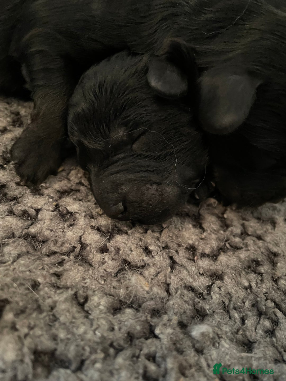 Cavapoo dogs for sale: Gorgeous blue merles & blacks cavapoo puppies  - Image 4