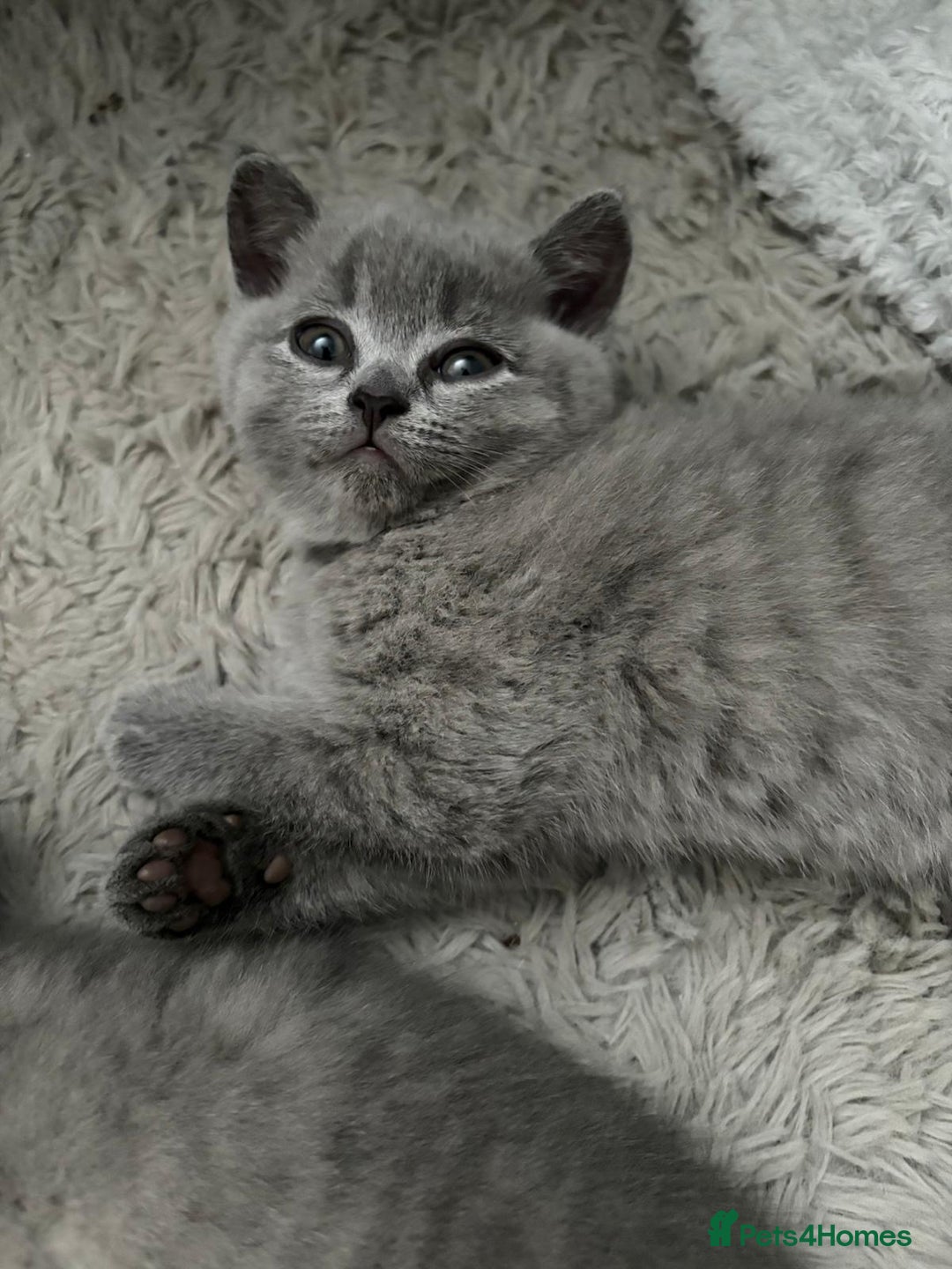 British Shorthair cats for sale: BSH Kittens From Champion Blood Line 🏆🐱 - Image 7