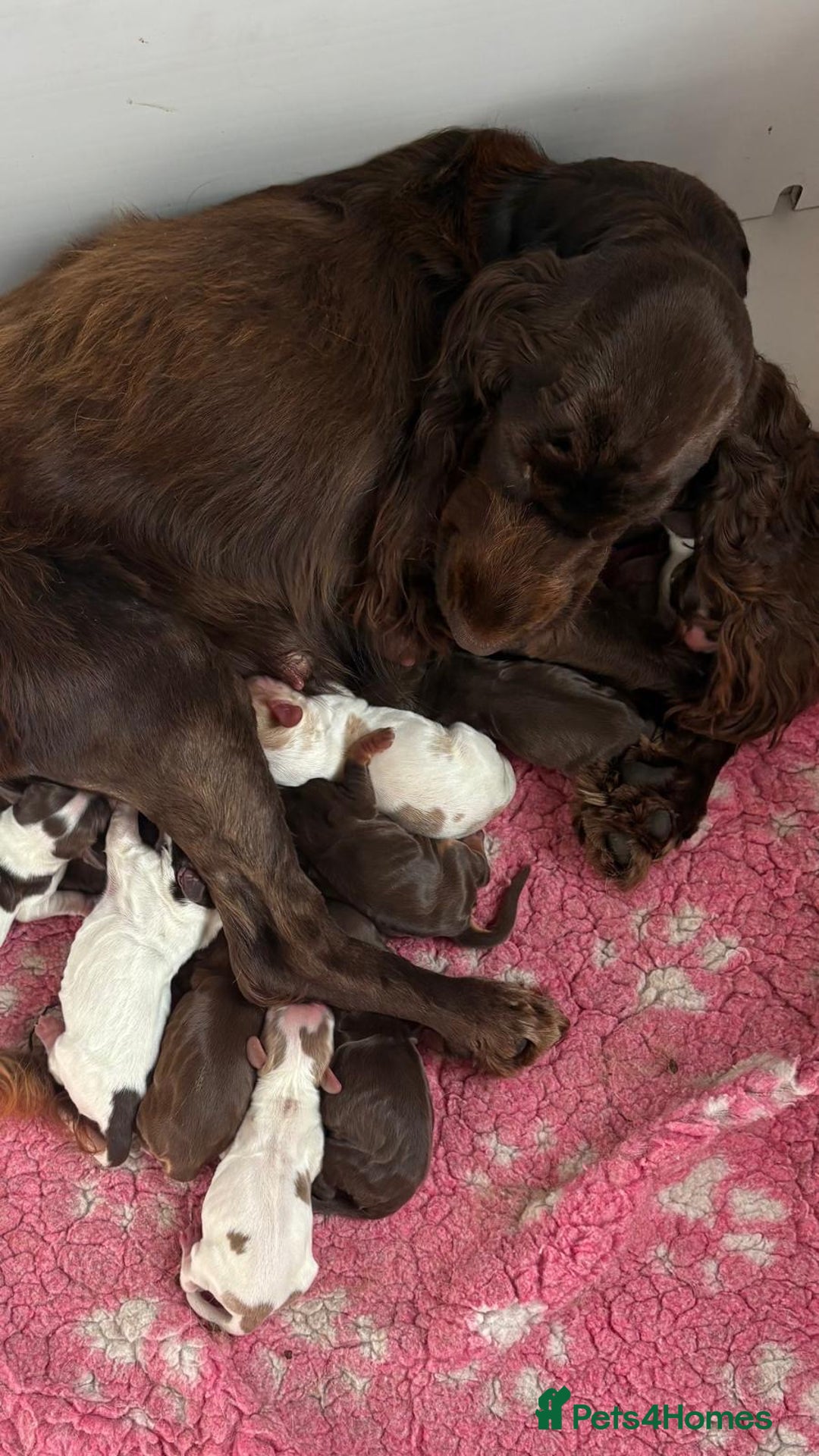 Cocker Spaniel dogs for sale: Show cocker spaniels  - Image 14