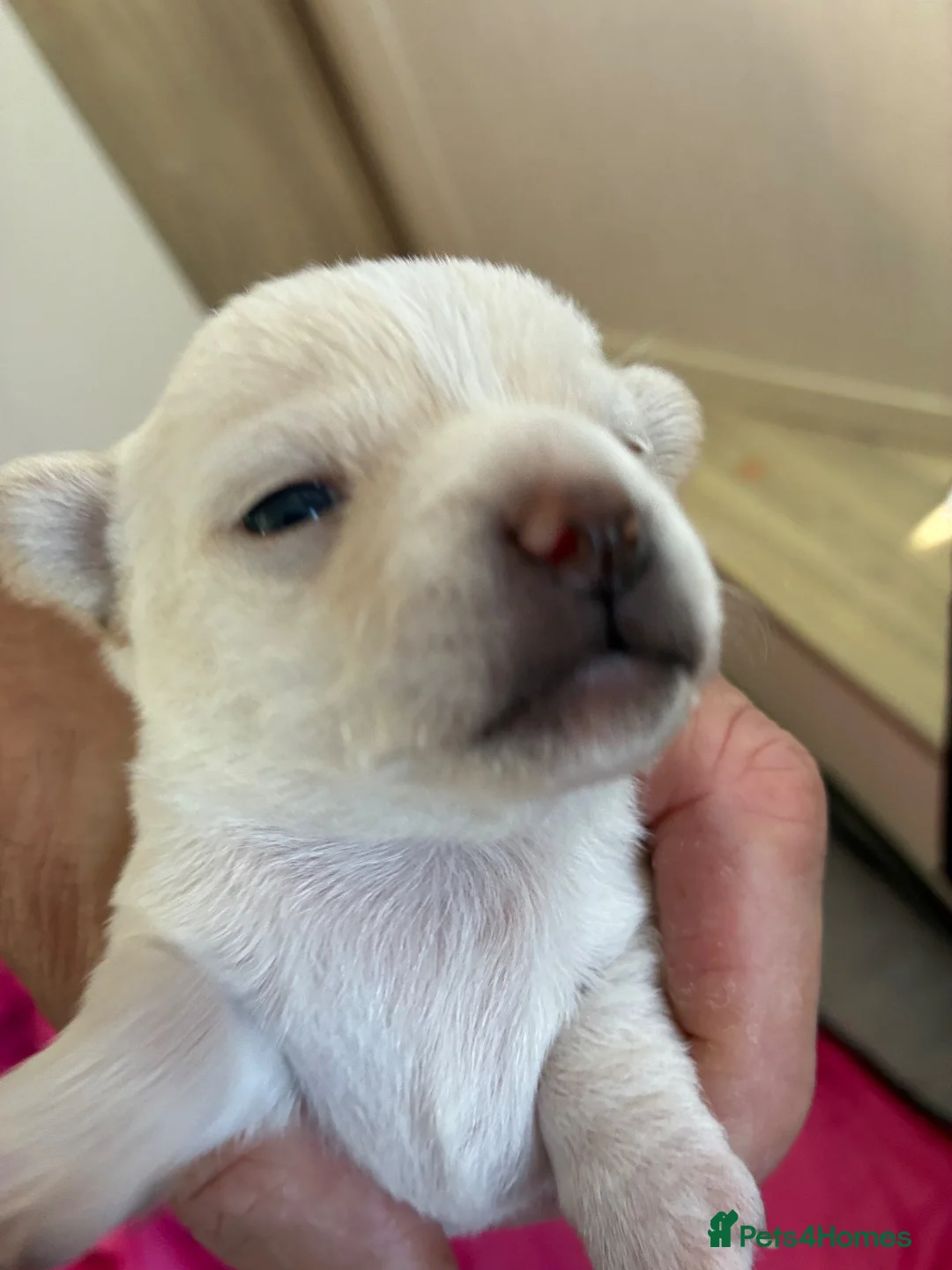 Chihuahua dogs for sale: Chihuahua puppies  in Sheerness - Advert 2