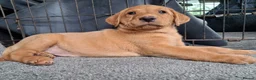 Labrador Retriever dogs for sale: Kc reg fox red labs - Advert 18