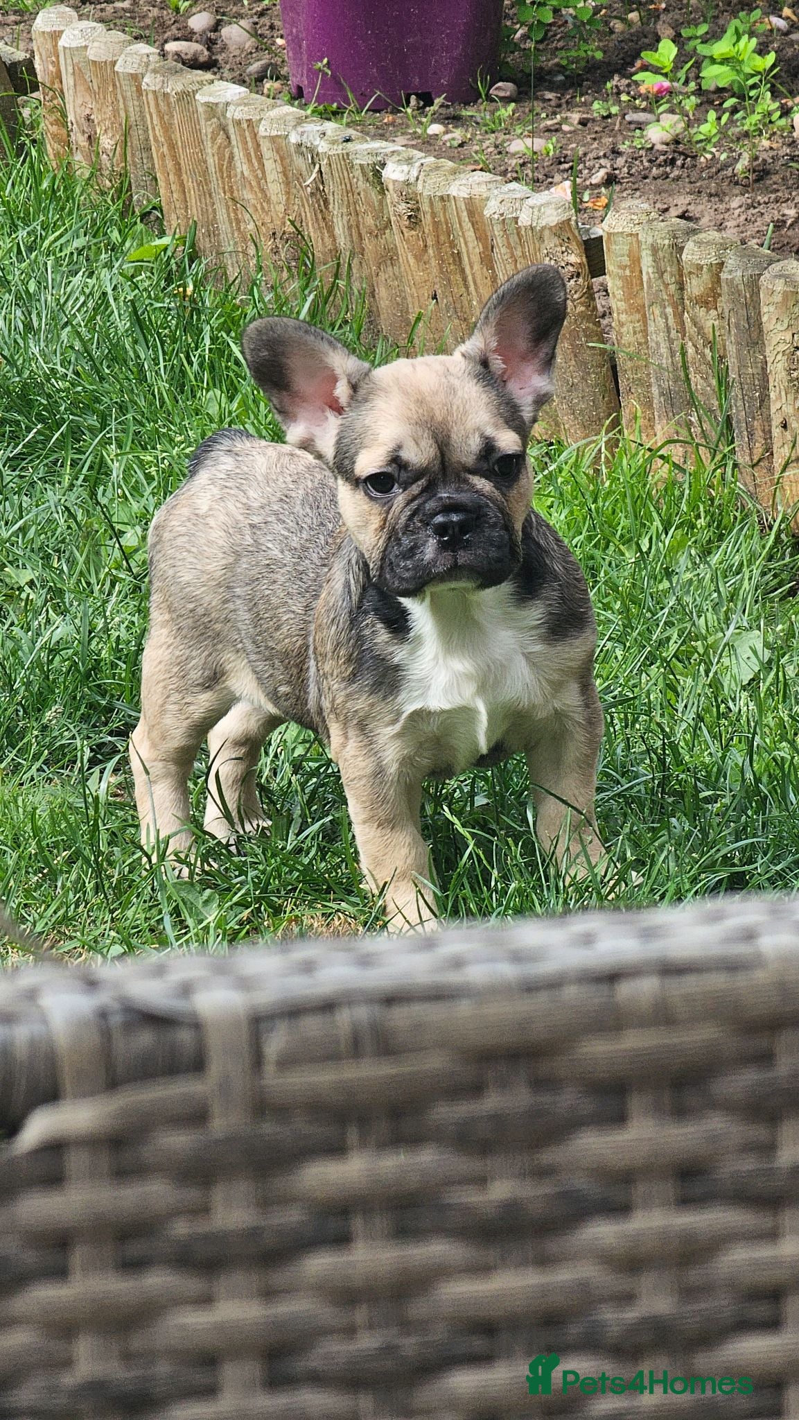 French Bulldog dogs Only girl left. French bulldog puppy ready now - Advert 6