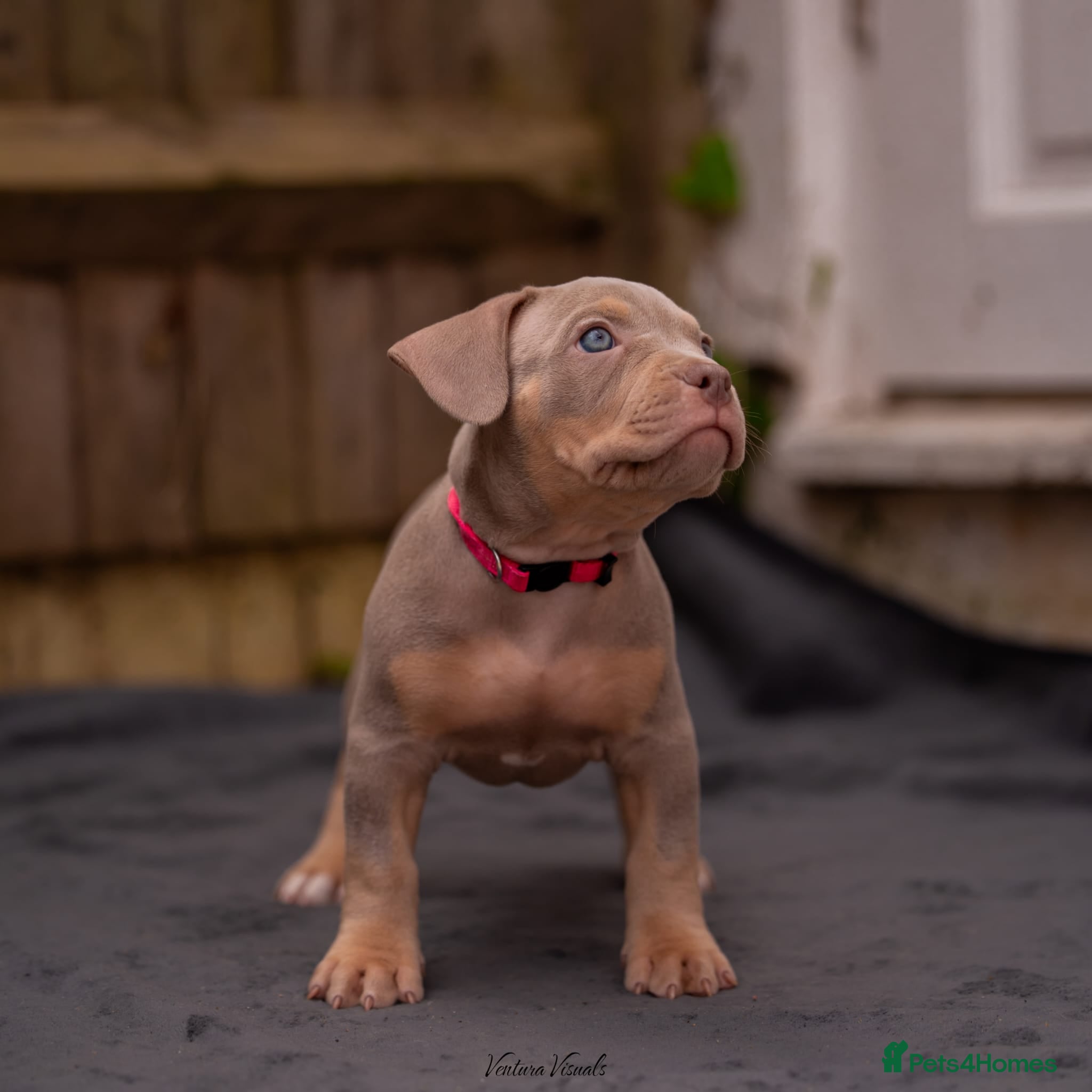 American Bully dogs for sale: American Bully Puppies - Advert 26