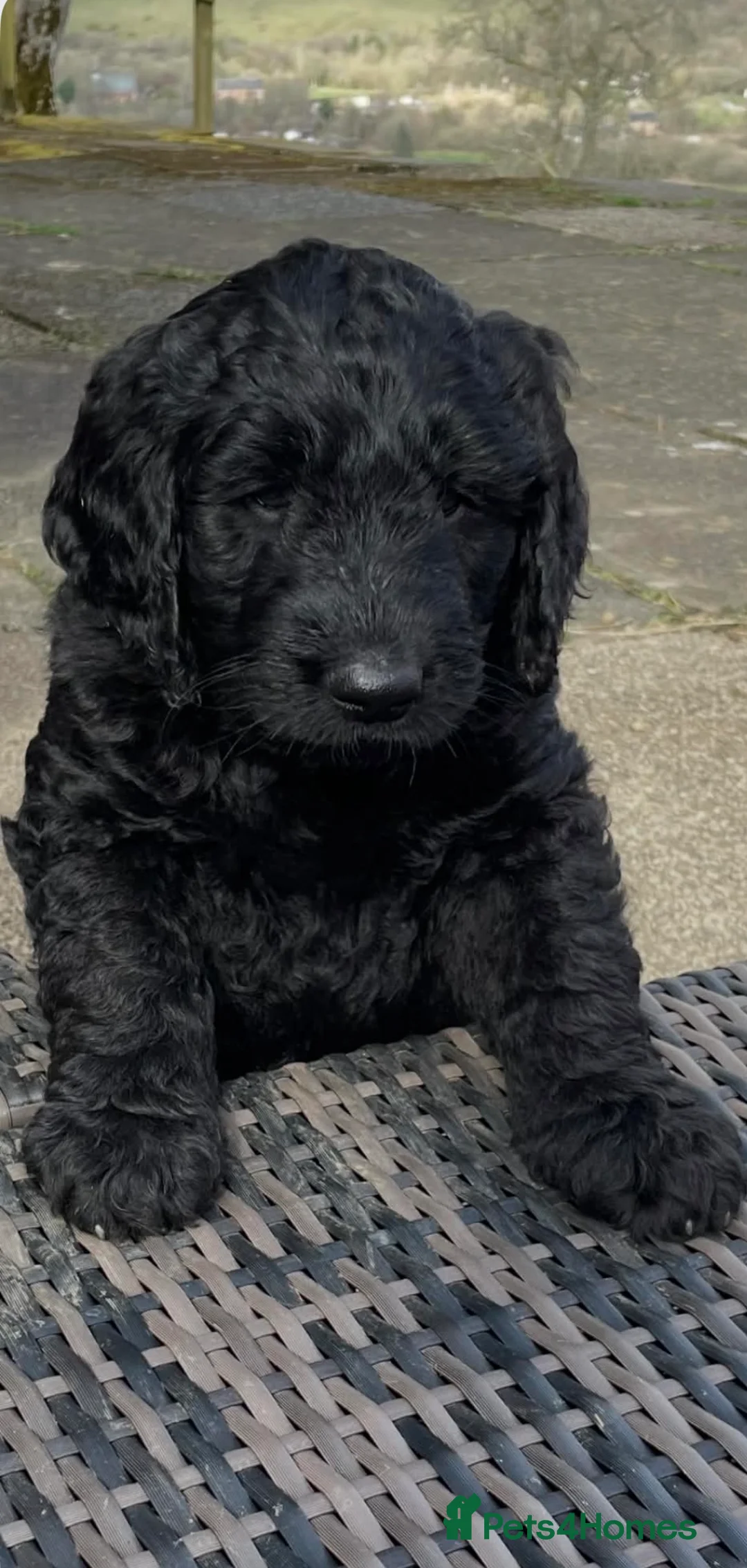 Goldendoodle dogs for sale: Stunning Goldendoodle Puppies - Advert 2