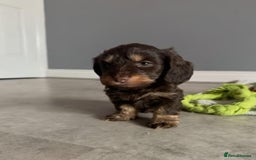 Mixed Breed dogs for sale: MAGNIFICENT LONG-HAIRED MINIATURE PUPPIES - Image 7