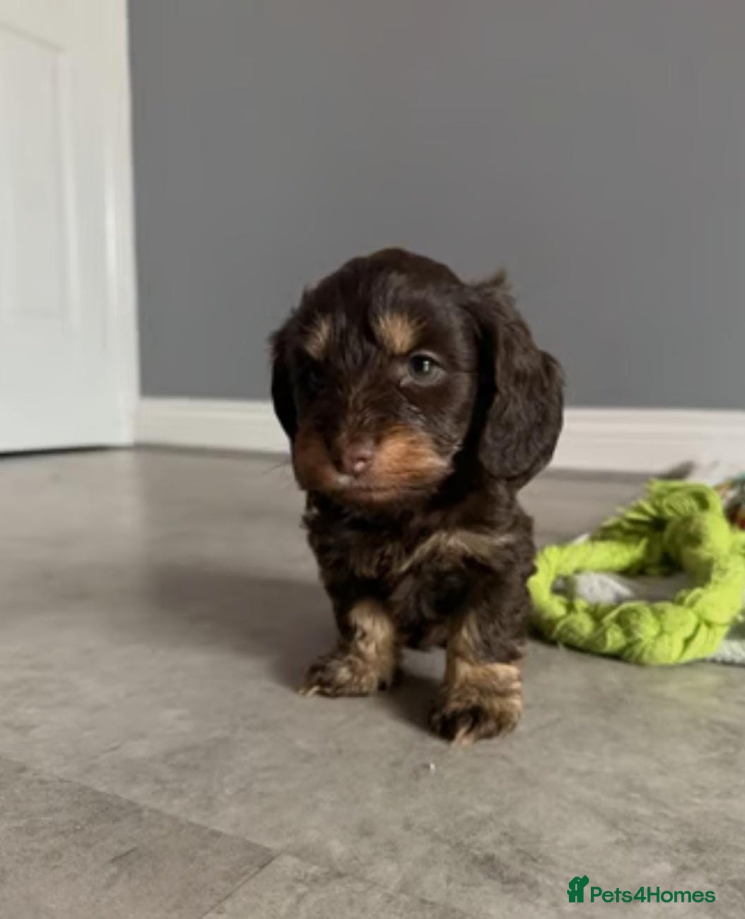 Mixed Breed dogs for sale: MAGNIFICENT LONG-HAIRED MINIATURE PUPPIES - Image 7