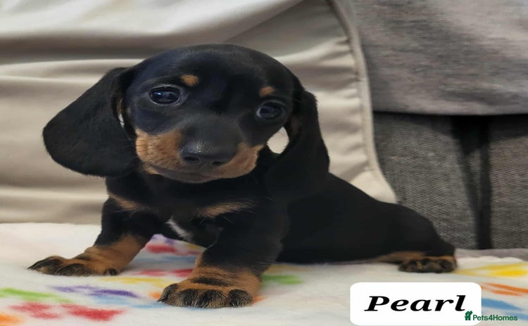 Miniature Dachshund dogs - Advert 6