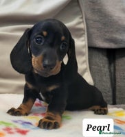 Miniature Dachshund dogs - Advert 11