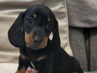 Miniature Dachshund dogs QUALITY miniature Dachshund smooth KC REGISTERED - Advert 4