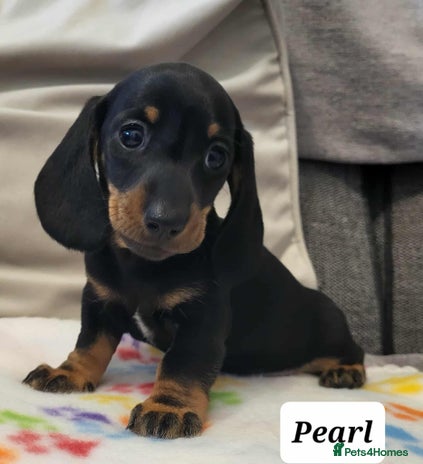 Miniature Dachshund dogs - Advert 6