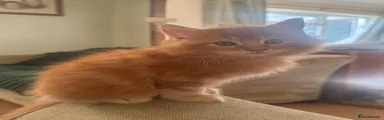 Ragdoll 1