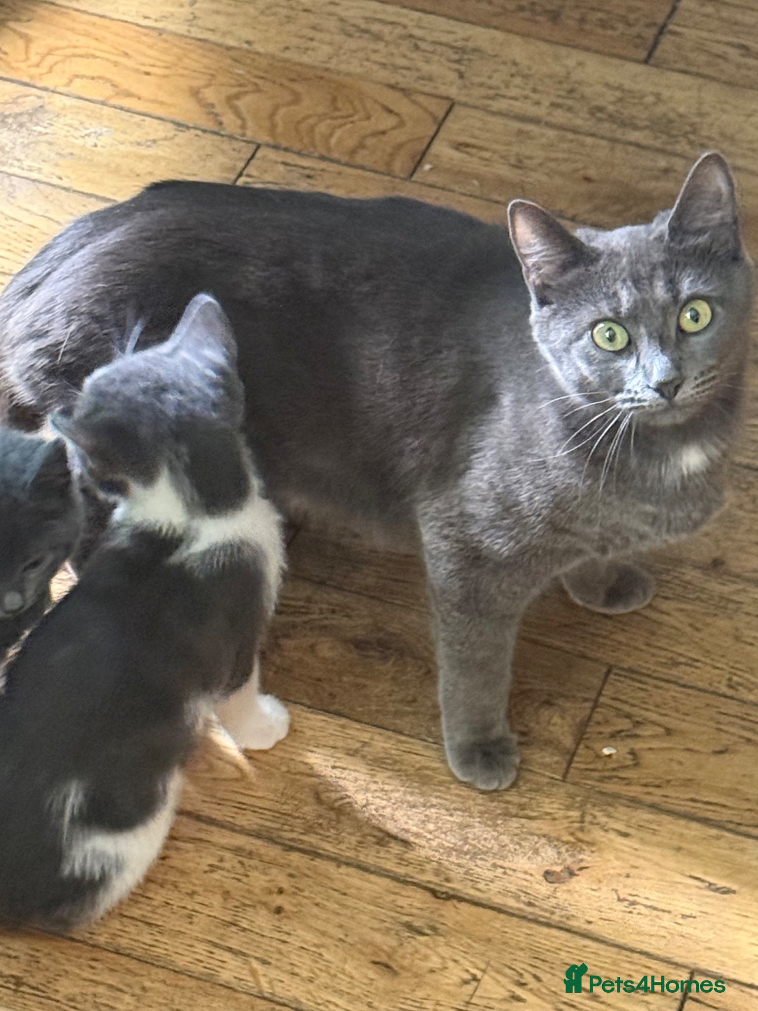 Mixed Breed cats Mixed Breed kittens for sale - Advert 6