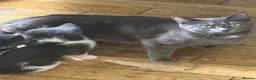 Mixed Breed cats for sale: Mixed Breed kittens for sale in Sunderland - Advert 1