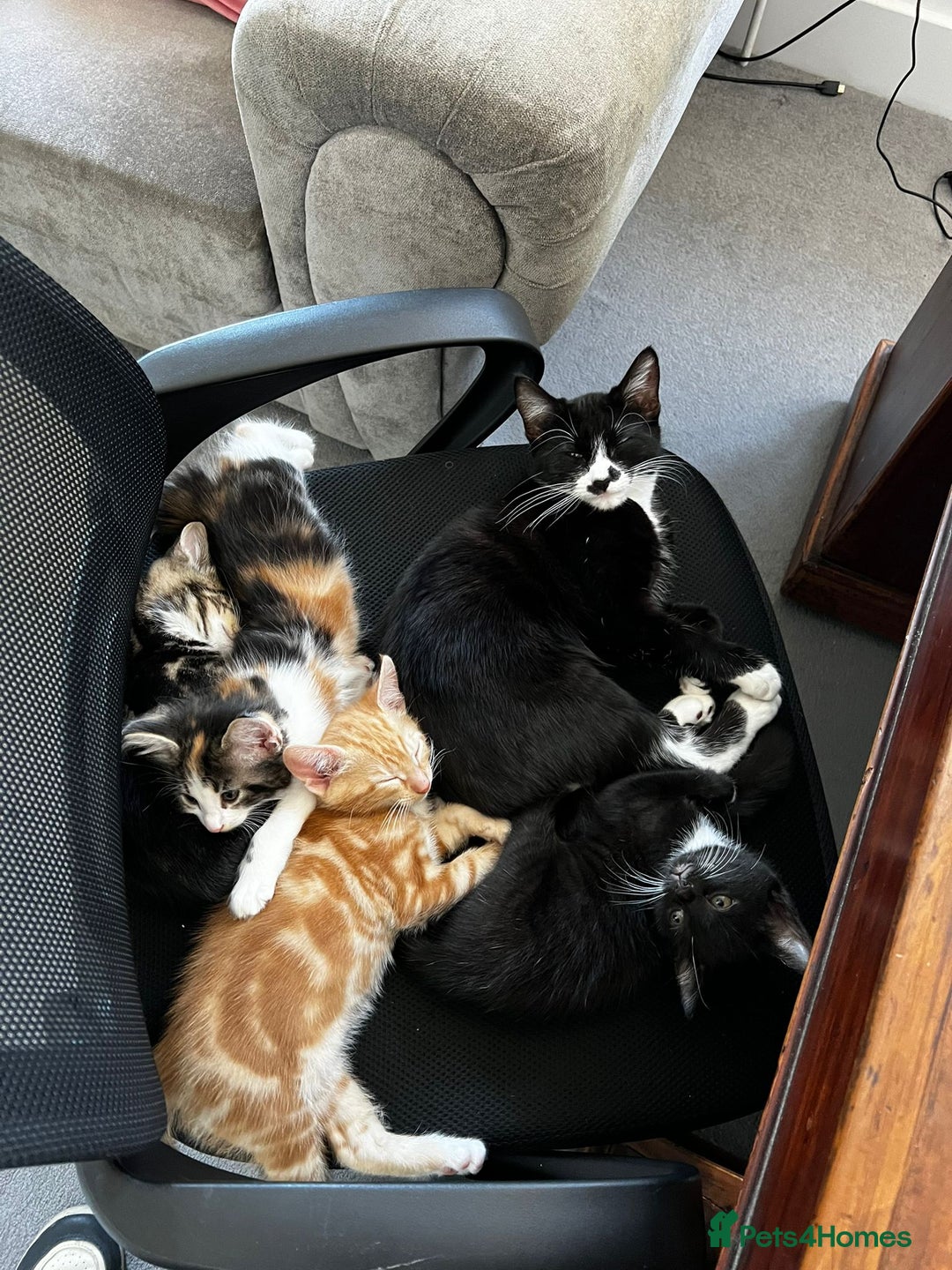 American Shorthair cats for sale: Playful Kittens Looking for Forever Homes - Image 6