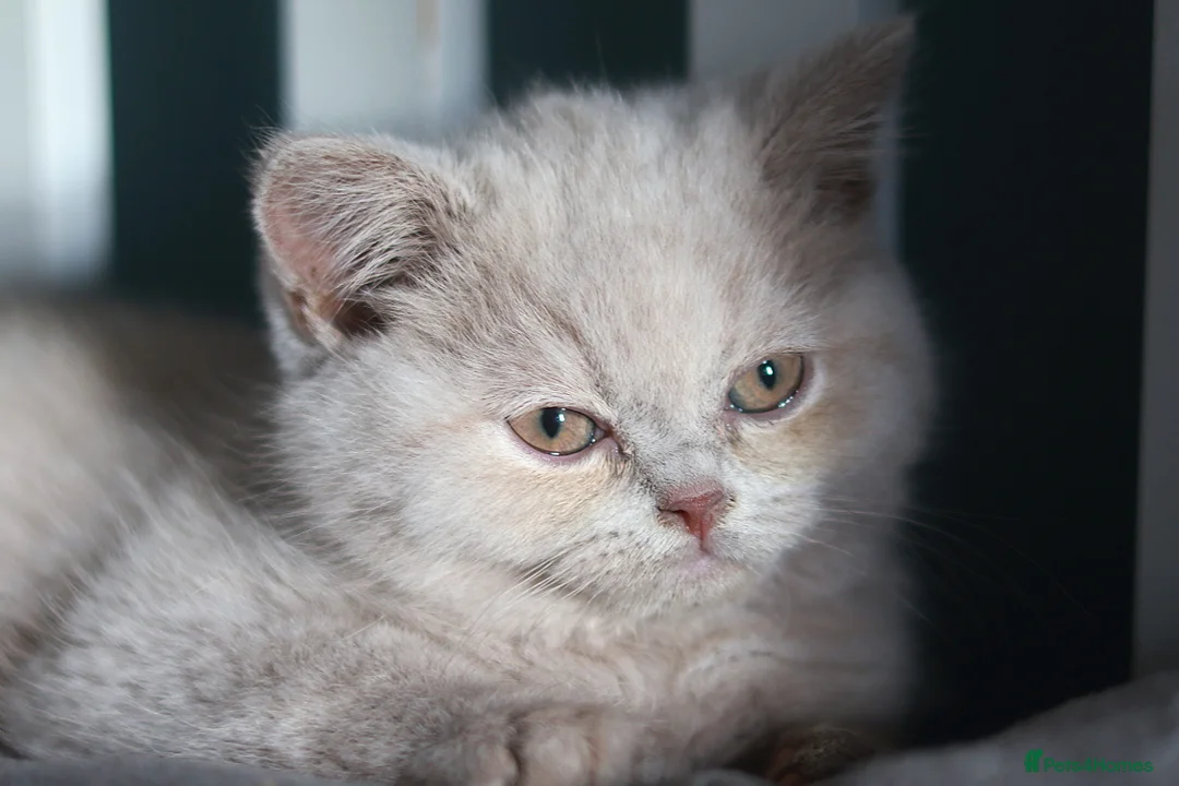 British Shorthair cats for sale: Cinnamon, Lilac & Ginger TICA Reg - Advert 5