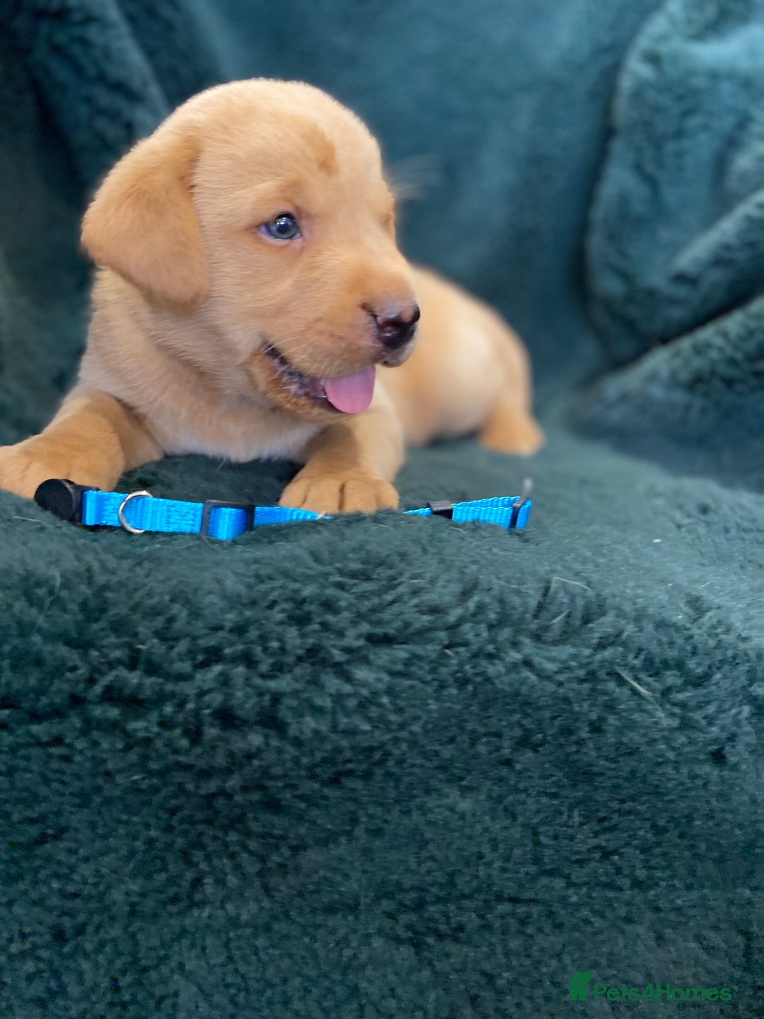 Labrador Retriever dogs for sale: KC Registered Labrador Puppies  - Image 7