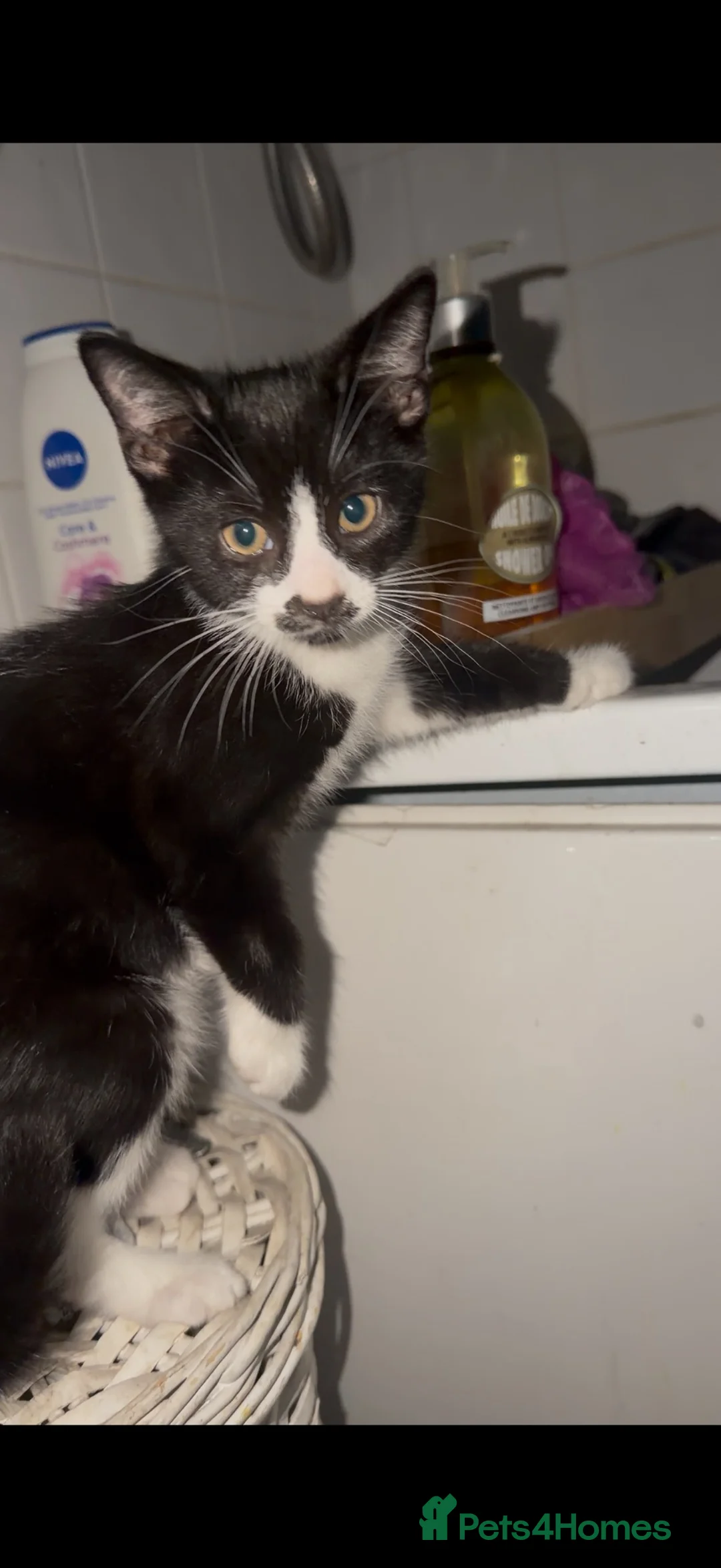 Mixed Breed cats for sale: 4 babies looking for their forever home in Camberley - Advert 6