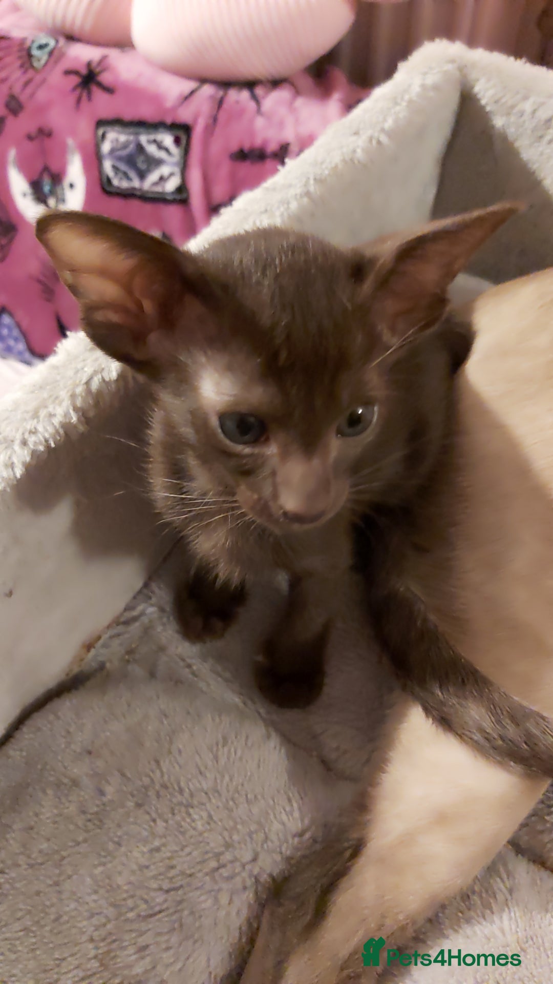 Oriental cats for sale: Full Pedigree Oriental 1 Kitten XL size ears GCCF - Advert 27