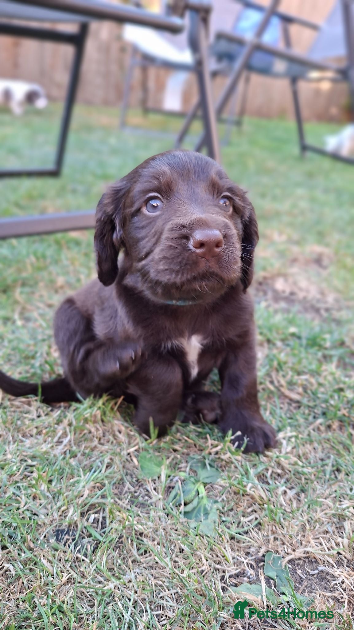 Cocker Spaniel dogs Gorgeous litter of Cocker Spaniel Puppies - Advert 2