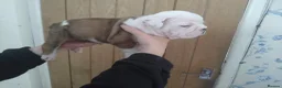 English Bulldog dogs for sale: STUNNING PUPS FROM HEALTH TESTED PARENTS - Advert 9
