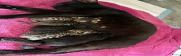 Mixed Breed cats for sale: Gorgeous tabby kittens  in Buckfastleigh - Advert 1