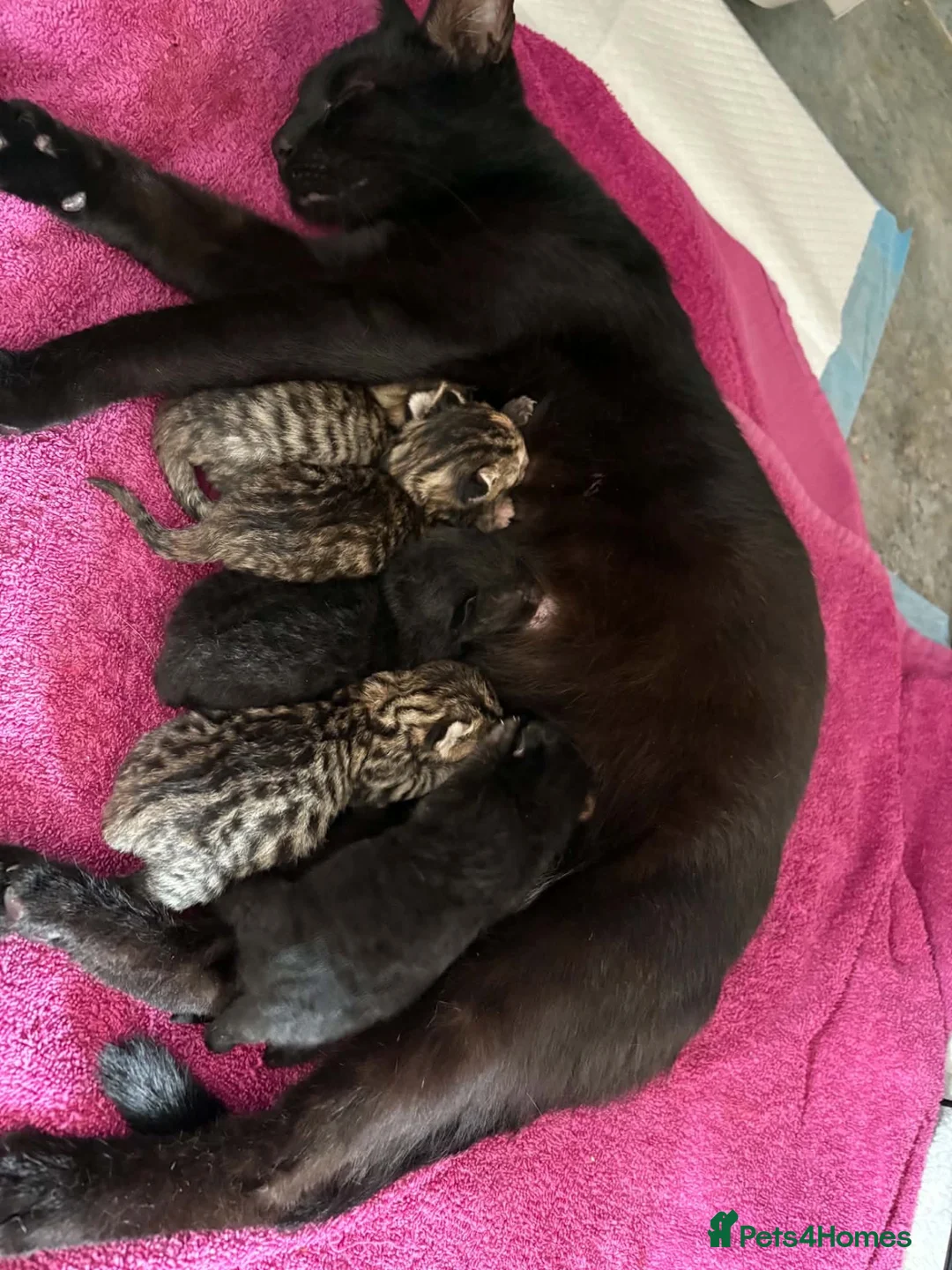 Mixed Breed cats for sale: Gorgeous tabby kittens  in Buckfastleigh - Advert 1