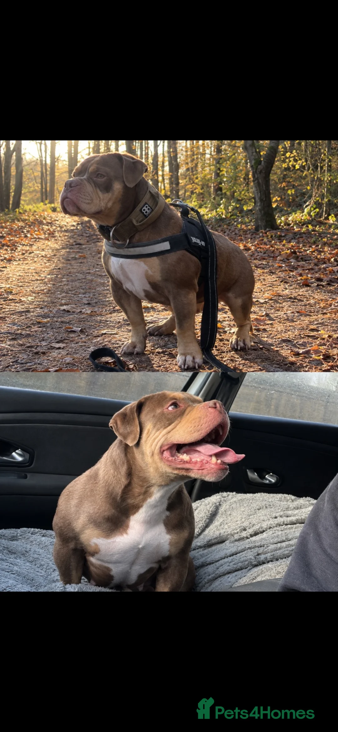 American Bulldog dogs for sale: My beautiful kola in Norwich - Advert 3