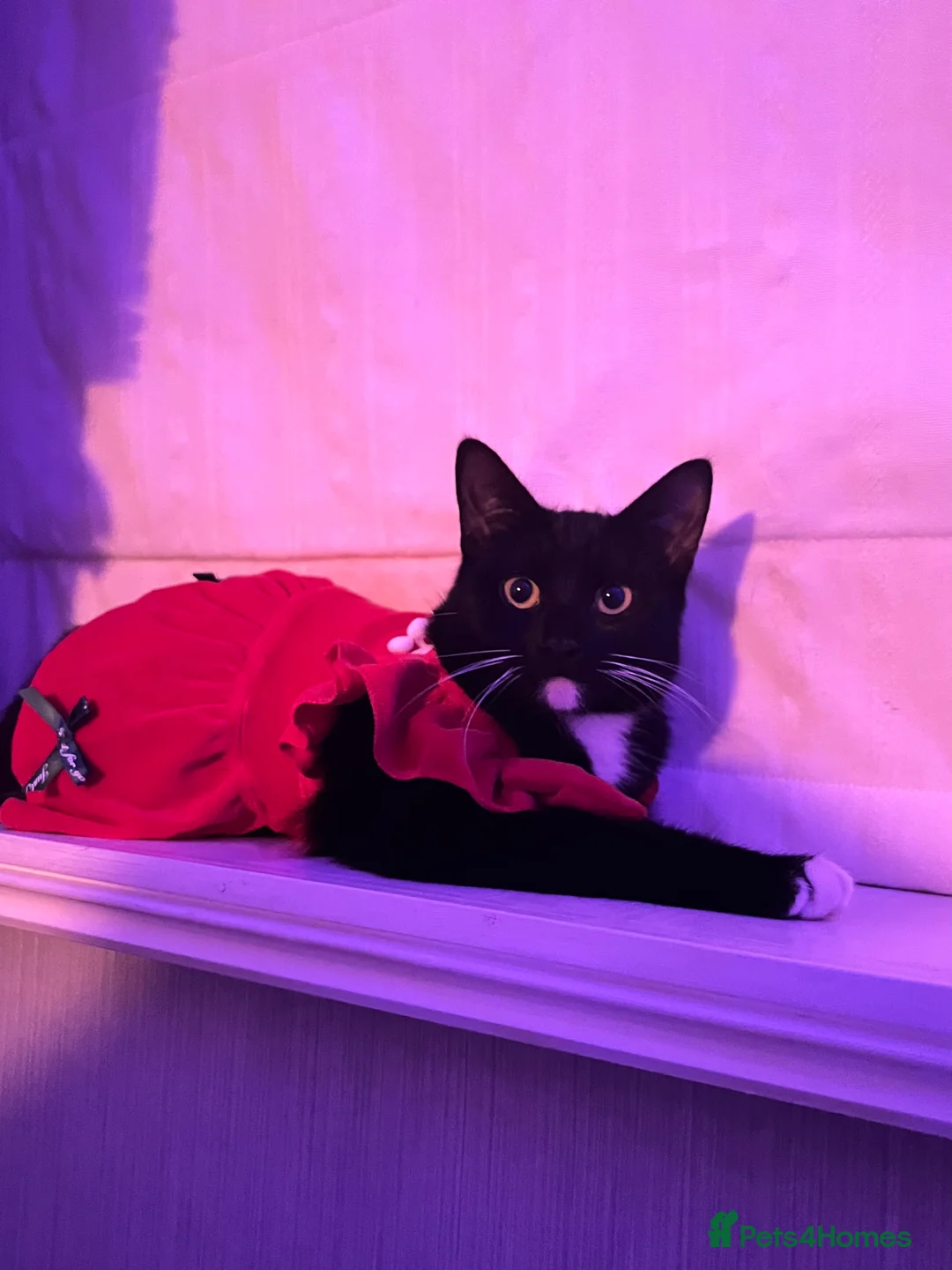 Mixed Breed cats for sale: Tabby kitten white nd black! - Advert 1