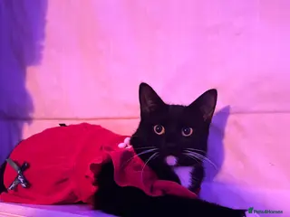 Mixed Breed cats Tabby kitten white nd black! - Advert 2