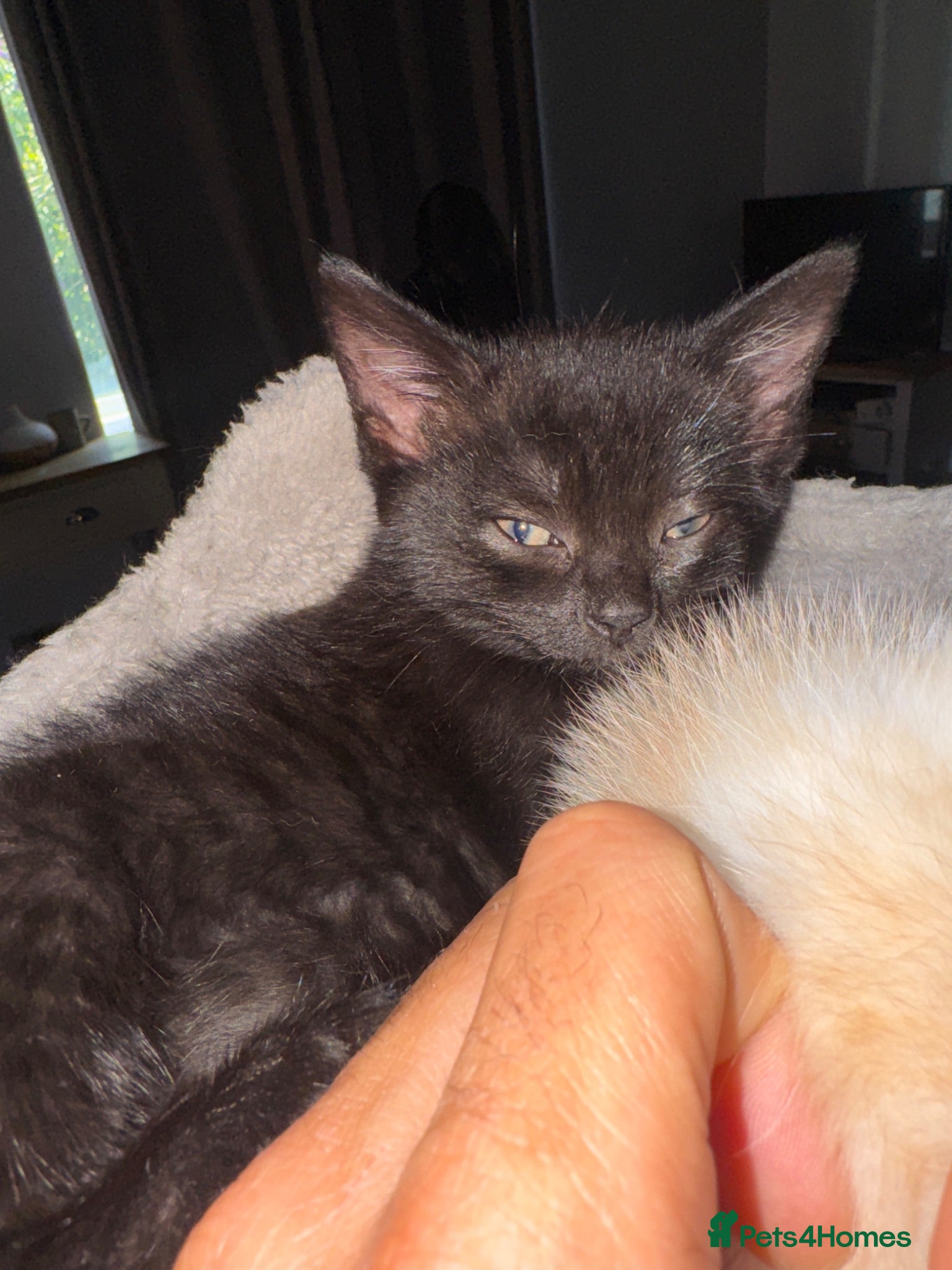 Exotic cats Adorable kittens - Advert 2