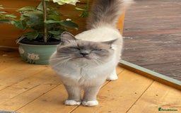Ragdoll cats for sale: Ragdoll adults Purebred pedigree 5 generations  - Image 2