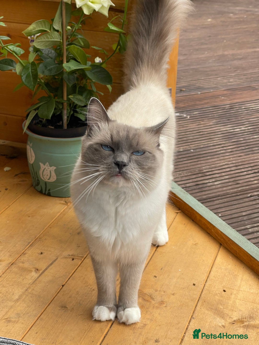 Ragdoll cats for sale: Ragdoll adults Purebred pedigree 5 generations  - Image 2