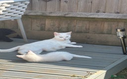 Mixed Breed cats for sale: Beautiful kittens  - Image 9