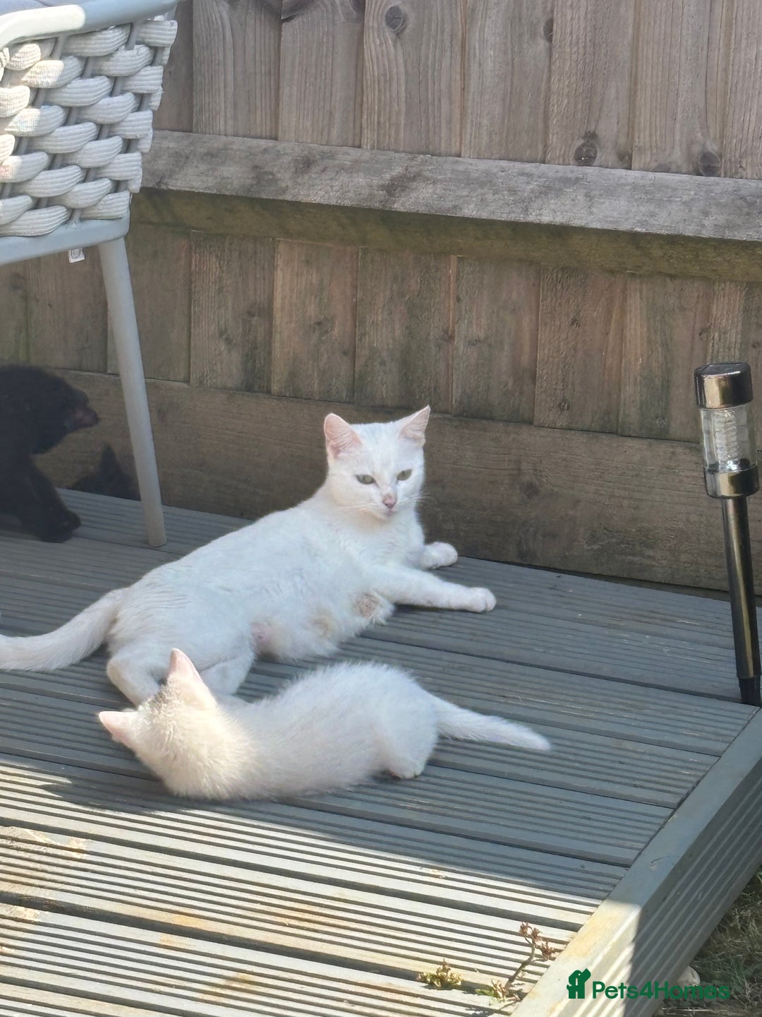 Mixed Breed cats for sale: Beautiful kittens  - Image 9