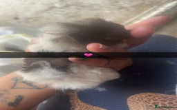 Guinea Pig rodents for sale: Variety of baby Guinea pigs  - Image 3