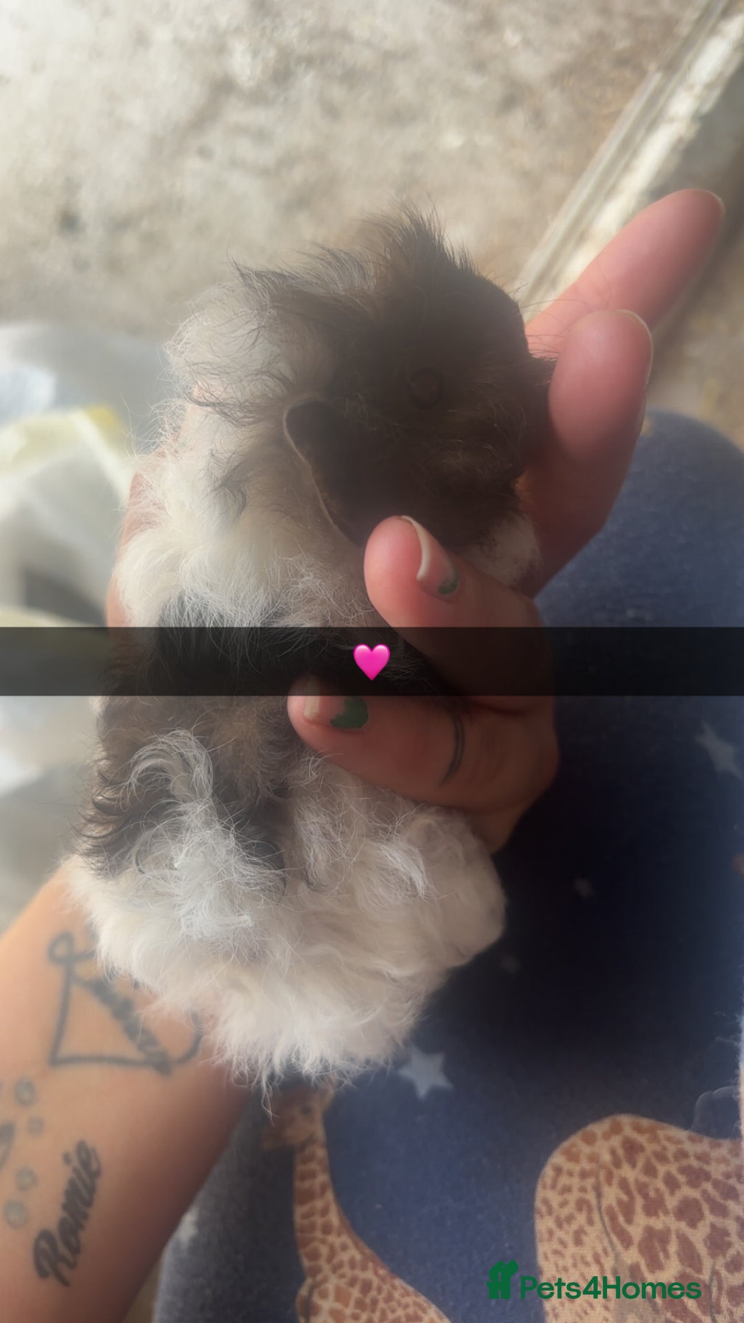 Guinea Pig rodents for sale: Variety of baby Guinea pigs  - Image 3