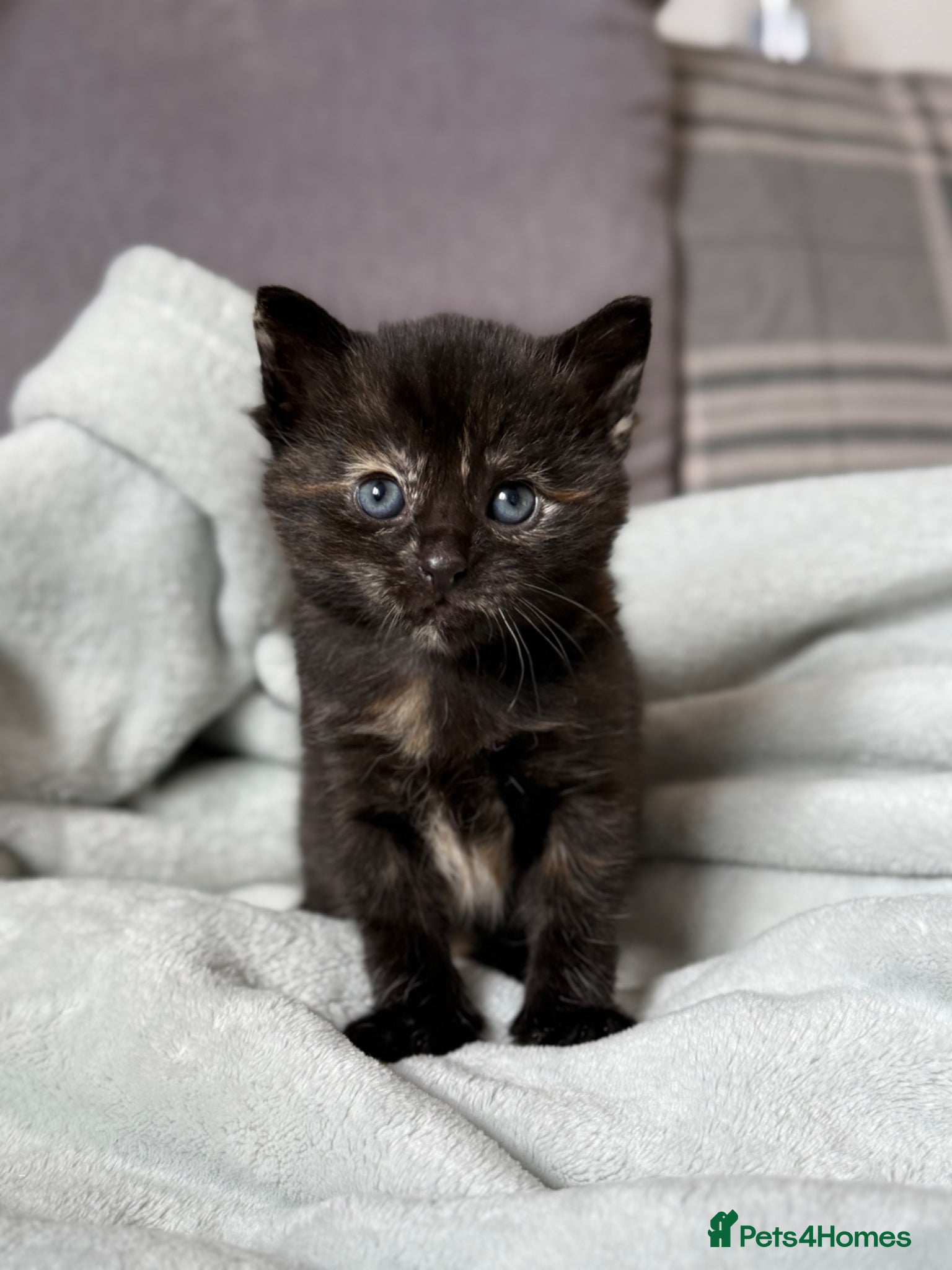 Domestic Shorthair cats 1 FEMALE 1 MALE LEFT kittens Ready to reserve  - Advert 1